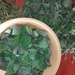Nettle